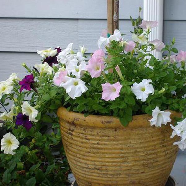 Hanging Petunia Mixed Seeds