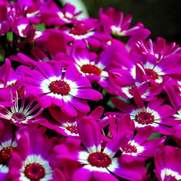 100 pcs/pack Mix color Cineraria Seeds