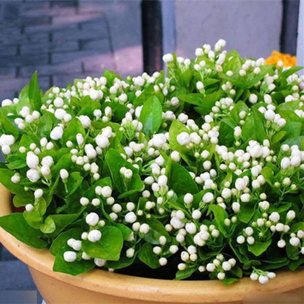 Jasmine Seeds (10 seeds)