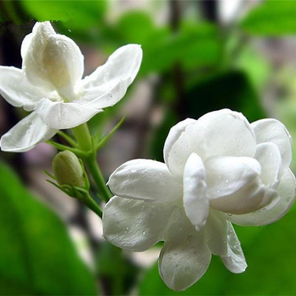 Jasmine Seeds (10 seeds)