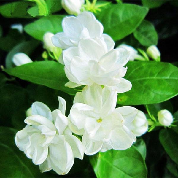 Jasmine Seeds (10 seeds)