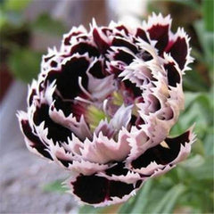 Clearance 25 Black Rose Dianthus Seeds
