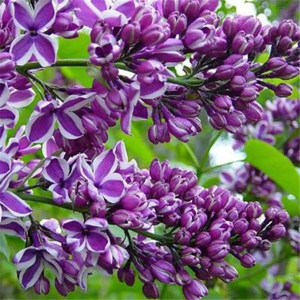 Clearance 250 French Syringa Flower Shrub Bush Seeds