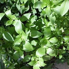 Italian Large Leaf Basil (100 Seeds)