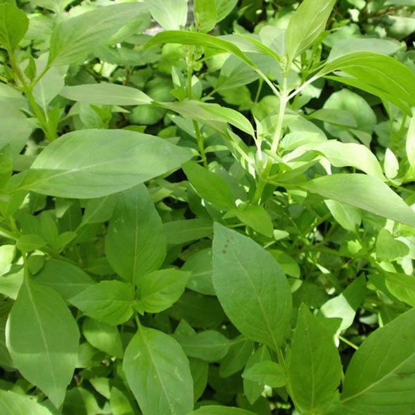 Italian Large Leaf Basil (100 Seeds)