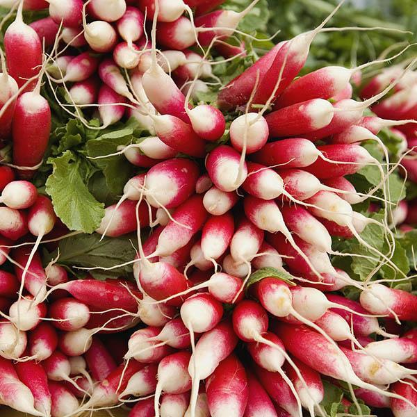 French Breakfast Radish (300 seeds)