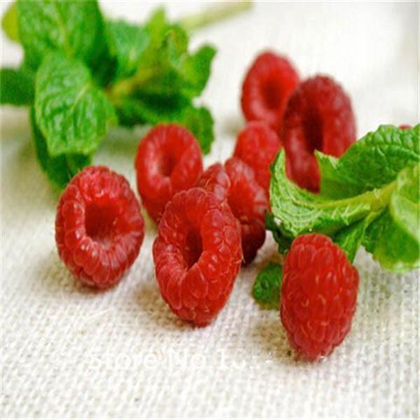 Clearance 400 Raspberry Mixed Colors Rare Friut Seeds