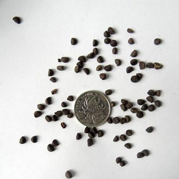 Hanging Petunia Mixed Seeds