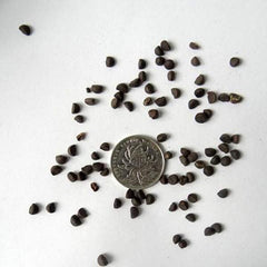 Hanging Petunia Mixed Seeds