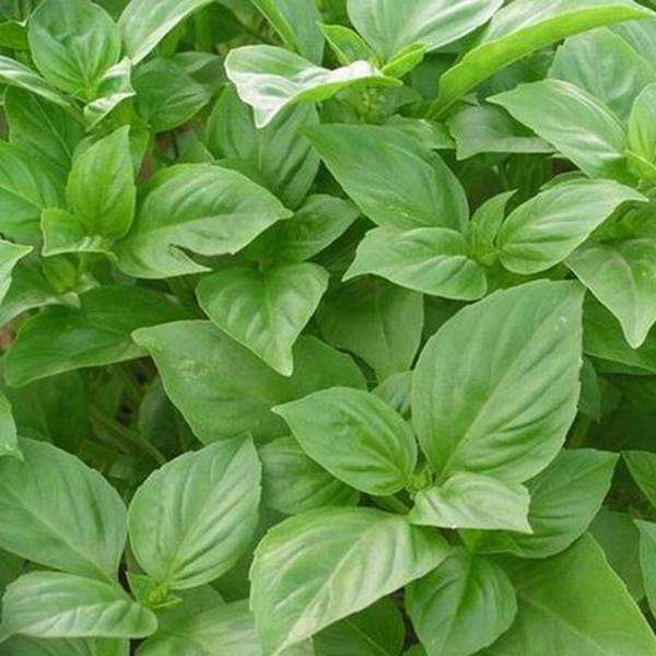 Italian Large Leaf Basil (100 Seeds)