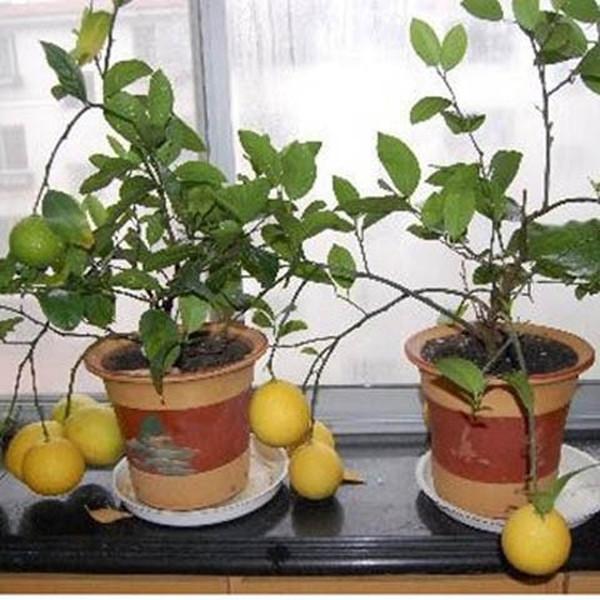 Lemon Tree (20 Seeds)