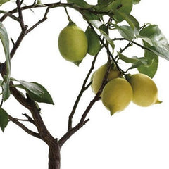 Lemon Tree (20 Seeds)