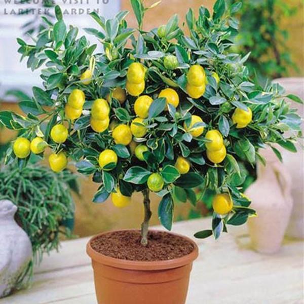 Lemon Tree (20 Seeds)