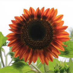 Sunflower Seeds(40 Seeds)