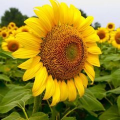 Sunflower Seeds(40 Seeds)