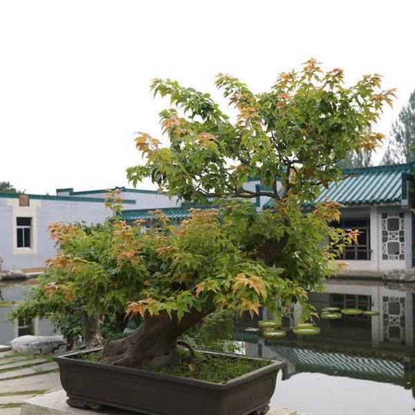 Meditation Bonsai Tree (15 Seeds)