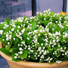 Jasmine Seeds (10 seeds)