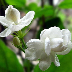 Jasmine Seeds (10 seeds)