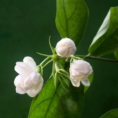 Jasmine Seeds (10 seeds)