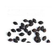 Jasmine Seeds (10 seeds)