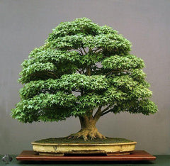 Meditation Bonsai Tree (15 Seeds)