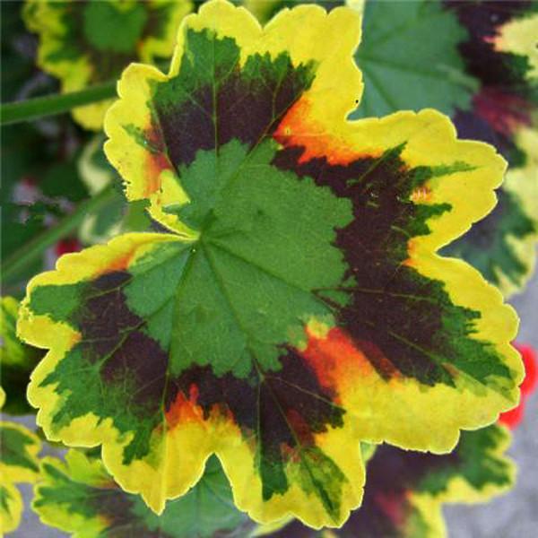 Geranium seeds(100 Seeds)