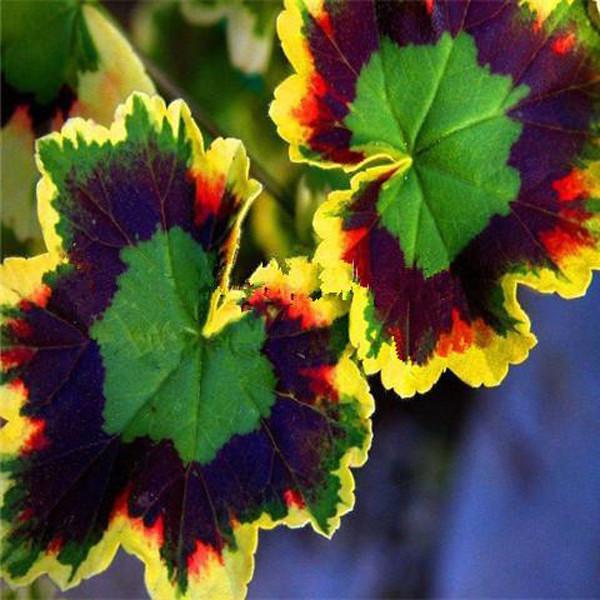 Geranium seeds(100 Seeds)