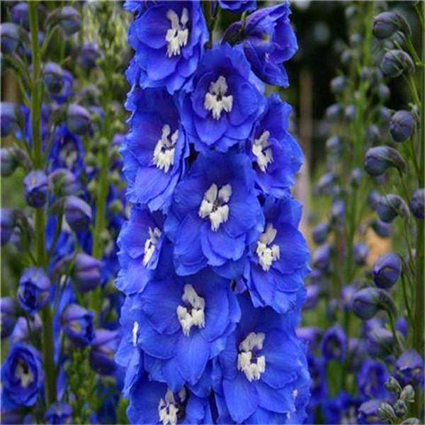 Clearance Delphinium Seeds(100 Seeds)